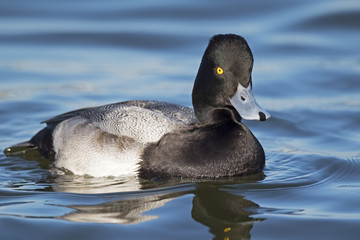 Male Lesser Scaup