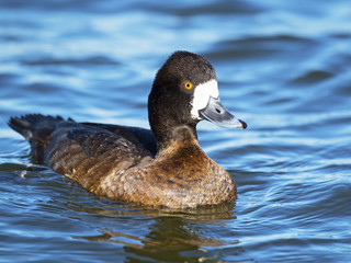 Female Lesser Scaup