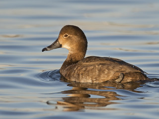 Female Redhead Duck
