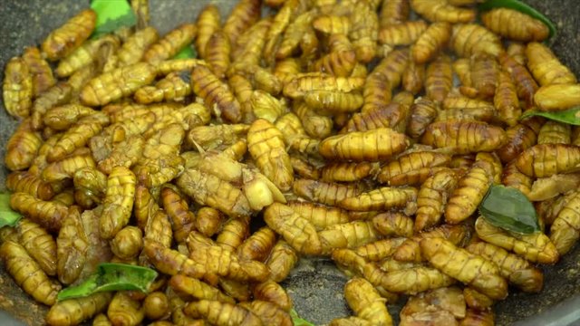 fried silkworms in a cooking pan