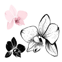 Isolated orchid flowers on white background. Realistic pink and black outline sketch. Phalaenopsis cambria floral vector design illustration elements collection set. © imaginarybo