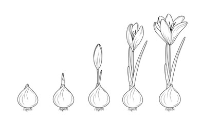 Crocus germination from corm bulb to sprouts to flower. Life cycle phases evolution. Isolated black outline sketch on white background. Flowering plant growth concept vector design illustration. - 132286029