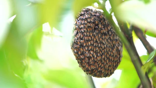 honeycomb and bee