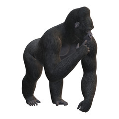 Obraz premium 3D Rendering Gorilla on White