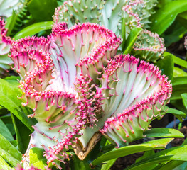 Shot of beauty euphorbia or jade cactus.