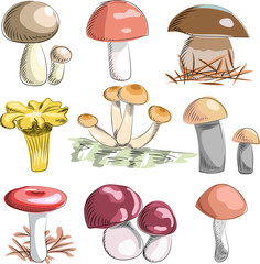 mushrooms set