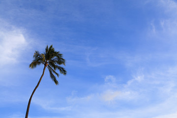 Fototapeta premium 椰子の木