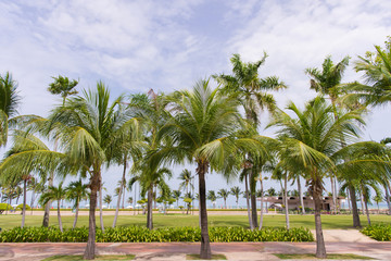 Obraz na płótnie Canvas Coconut palm trees in tropical beach Thailand