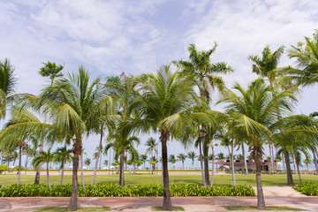 Fototapeta premium Coconut palm trees in tropical beach Thailand