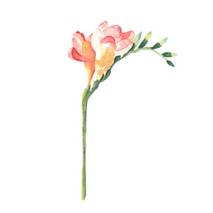 Watercolor freesia flowers on white background. Hand drawn botanical illustration - 132287840