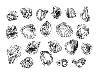  illustration  with sea shells