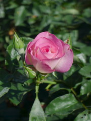 Pink rose  / Lovely pink 
