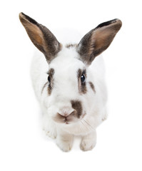 rabbit white Cute spotted sitting on white isolated looking for