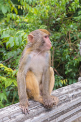 Naklejka na ściany i meble Portrait of crab-eating macaque in national park, Thai monkey