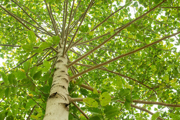 Lush green trees , upper view