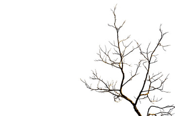 Dry tree branch
