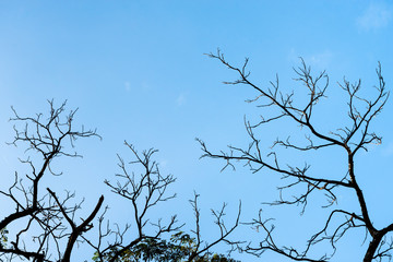Dry tree branch