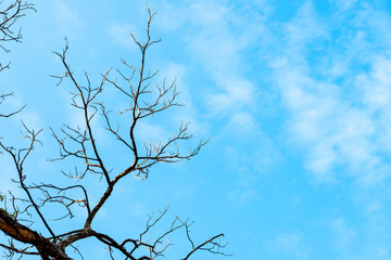 Dry tree branch