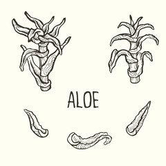 Aloe