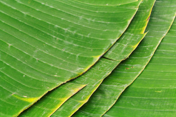 Closeup of banana leaf texture abstract background