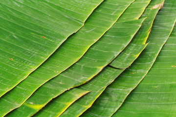 Closeup of banana leaf texture abstract background