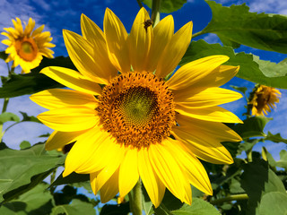 Sunflower with blue sky background.Sunflower and cloudy sky.