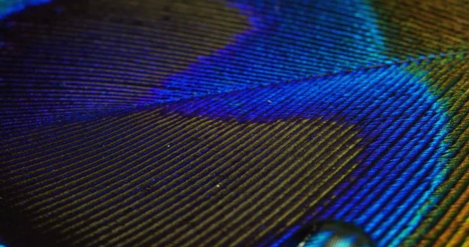 close up or macro of a colorful peacock feather with a drop resting on. The peacock feather full of colors and textures is elegant and decorated. Concept: color accuracy, colors of nature, rainbow.