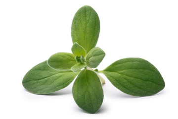 Marjoram (Origanum majorana), paths