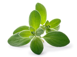 Marjoram (Origanum majorana), paths