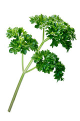 Curly parsley (Petroselinum crispum), paths