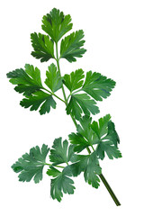 Parsley (Petroselinum crispum), paths