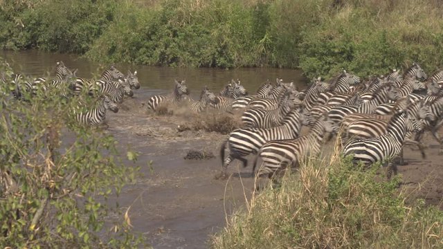 CLOSE UP: Wild zebras running out of lake in wilderness when danger approaching