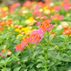 Close up color beautiful flowers in garden for relaxing.