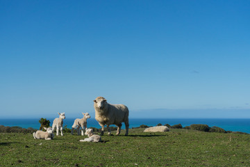 Sheep with lambs