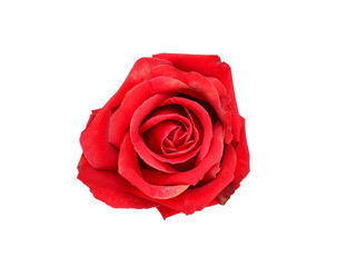 Natural red rose isolated on white background