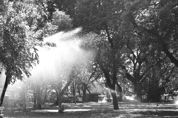 Obraz premium Watering tree with sprinkler look like beautiful raining with li