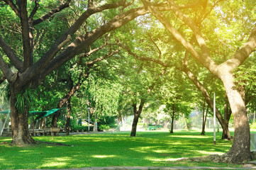 Beautiful plant and tree in public park with light flare, tranqu