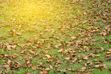 Dry leaf on walk way in park with warm light, pattern texture an