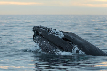 Humpback Whale feeding