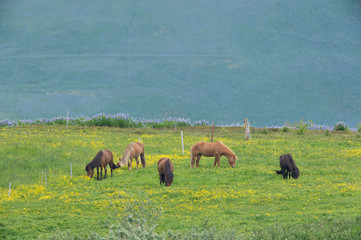 Iceland Horses in the countryside of iceland	