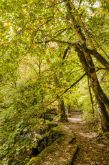 Noiraigue, Val de Travers, Jura, Schlucht, Areuseschlucht, Areuse, Fluss, Wanderweg, Wald, Waldweg, Moos, Herbstfarben, Herbstwanderung, Herbst, Schweiz