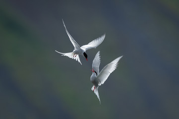 Artic Terns in flight fighting - 132291675