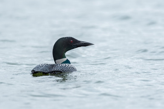 Common loon in lake