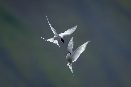 Artic Terns in flight fighting