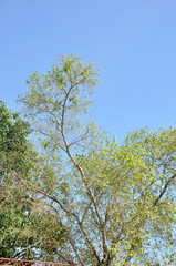 Green trees with blue sky, fresh and relax.
