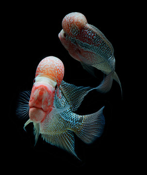 Flowerhorn Images  Browse 979 Stock Photos Vectors and Video  Adobe  Stock