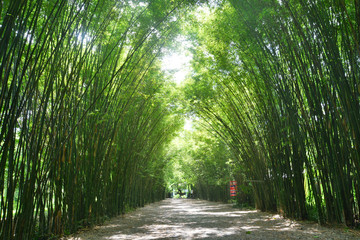 Fototapeta premium Tunnel bamboo trees and walkway