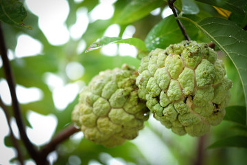 Fototapeta premium Custard apple growing on a tree, the fruit in Thailand.
