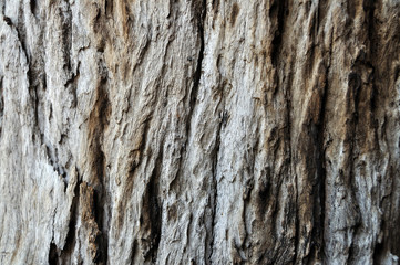 Tree bark pattern and texture