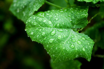 Water droplets on a green leaf after rain.